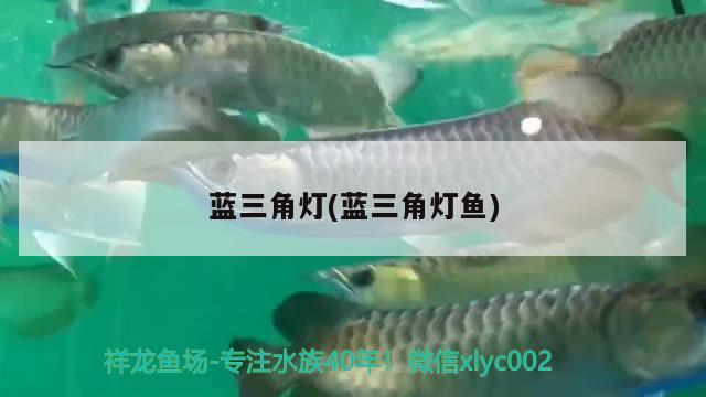 藍(lán)三角燈(藍(lán)三角燈魚) 觀賞魚