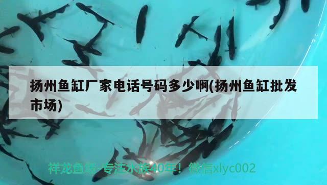 揚(yáng)州魚(yú)缸廠家電話號(hào)碼多少啊(揚(yáng)州魚(yú)缸批發(fā)市場(chǎng))