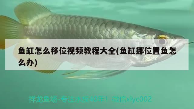 魚(yú)缸怎么移位視頻教程大全(魚(yú)缸挪位置魚(yú)怎么辦) 申古銀版魚(yú)