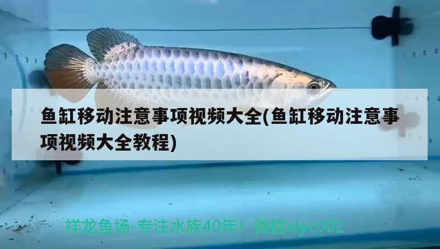 魚缸移動注意事項視頻大全(魚缸移動注意事項視頻大全教程)