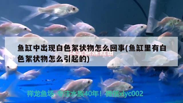 魚缸中出現(xiàn)白色絮狀物怎么回事(魚缸里有白色絮狀物怎么引起的)