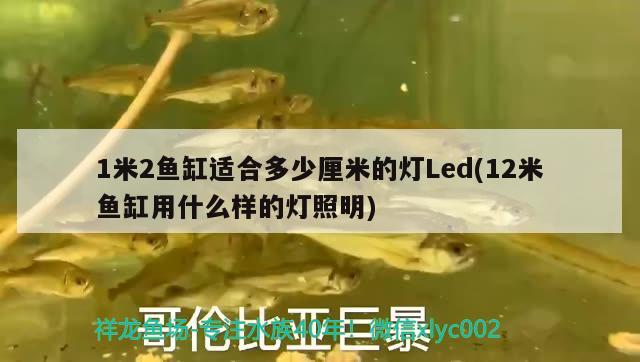 1米2魚缸適合多少厘米的燈Led(12米魚缸用什么樣的燈照明) 大正錦鯉魚