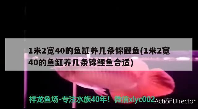 1米2寬40的魚缸養(yǎng)幾條錦鯉魚(1米2寬40的魚缸養(yǎng)幾條錦鯉魚合適)