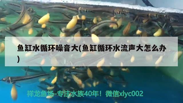 魚缸水循環(huán)噪音大(魚缸循環(huán)水流聲大怎么辦)