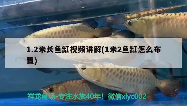 1.2米長魚缸視頻講解(1米2魚缸怎么布置) 皇冠黑白魟魚