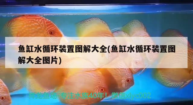 魚缸水循環(huán)裝置圖解大全(魚缸水循環(huán)裝置圖解大全圖片) 黃金達摩魚