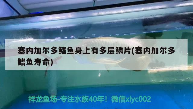 塞內加爾多鰭魚身上有多層鱗片(塞內加爾多鰭魚壽命) 觀賞魚