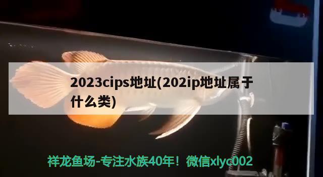 2023cips地址(202ip地址屬于什么類) 水族雜談