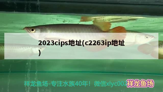 2023cips地址(c2263ip地址) 水族雜談