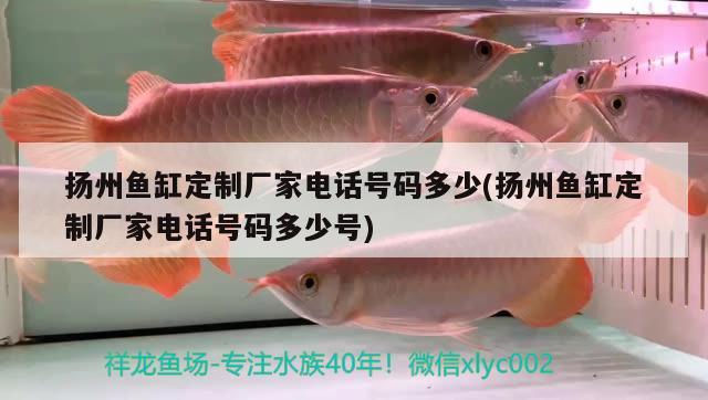 揚州魚缸定制廠家電話號碼多少(揚州魚缸定制廠家電話號碼多少號) 白子銀龍苗（黃化銀龍苗） 第2張