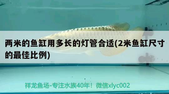 兩米的魚缸用多長的燈管合適(2米魚缸尺寸的最佳比例)