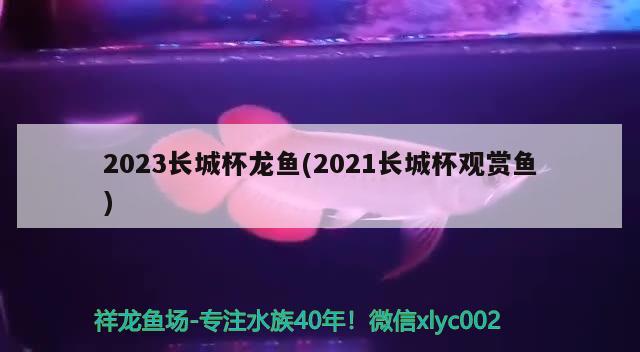 2023長(zhǎng)城杯龍魚(yú)(2021長(zhǎng)城杯觀賞魚(yú))