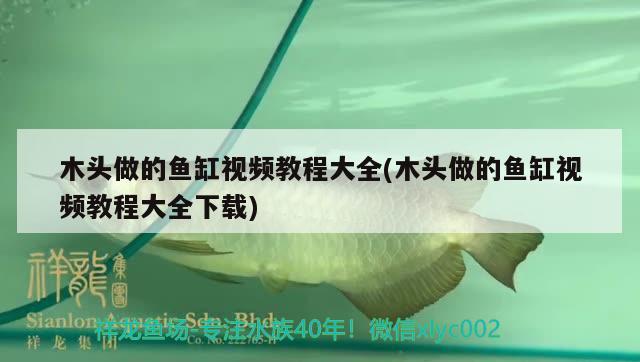 木頭做的魚缸視頻教程大全(木頭做的魚缸視頻教程大全下載)