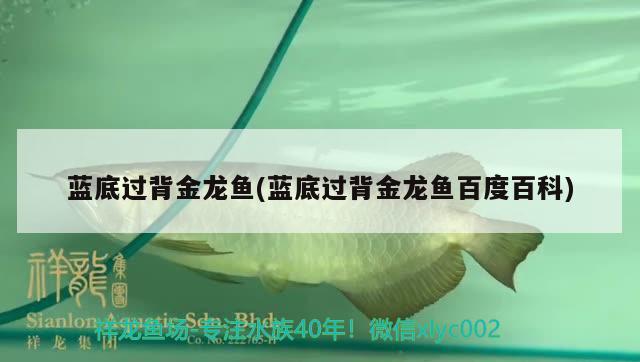 藍(lán)底過背金龍魚(藍(lán)底過背金龍魚百度百科) 過背金龍魚