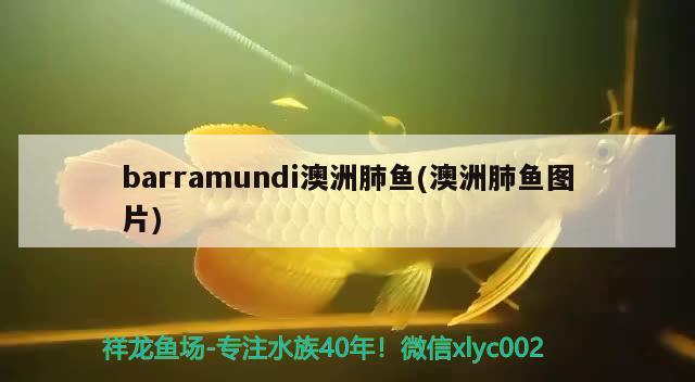 barramundi澳洲肺魚(澳洲肺魚圖片)