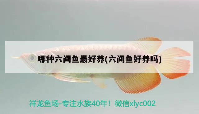 哪種六間魚最好養(yǎng)(六間魚好養(yǎng)嗎)