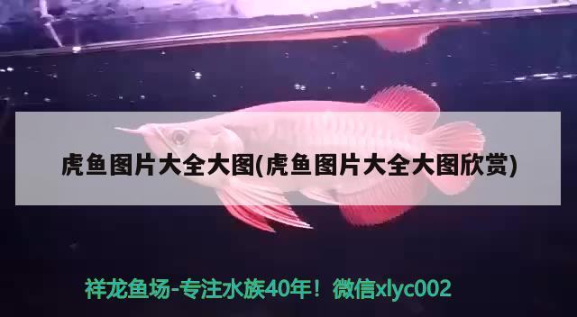 虎魚圖片大全大圖(虎魚圖片大全大圖欣賞) 虎魚百科 第2張