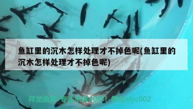 魚缸里的沉木怎樣處理才不掉色呢(魚缸里的沉木怎樣處理才不掉色呢) 月光鴨嘴魚苗