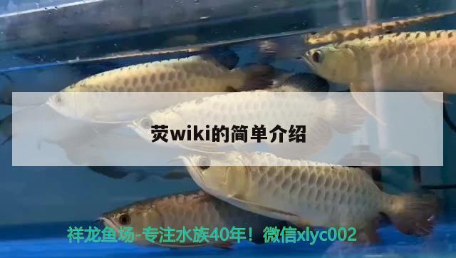 熒wiki的簡單介紹