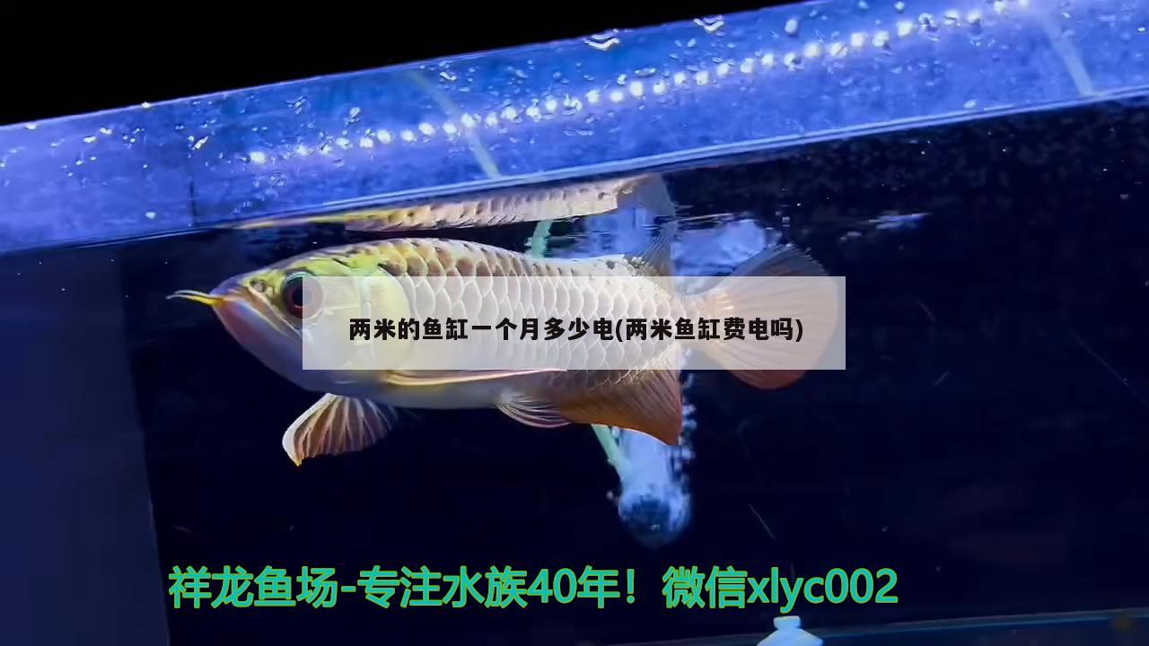 兩米的魚缸一個月多少電(兩米魚缸費電嗎) 一眉道人魚苗