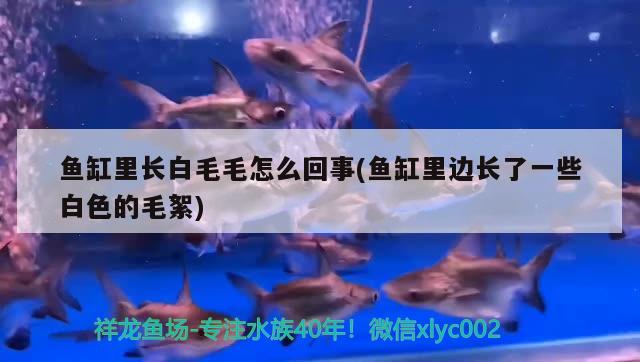 魚(yú)缸里長(zhǎng)白毛毛怎么回事(魚(yú)缸里邊長(zhǎng)了一些白色的毛絮)