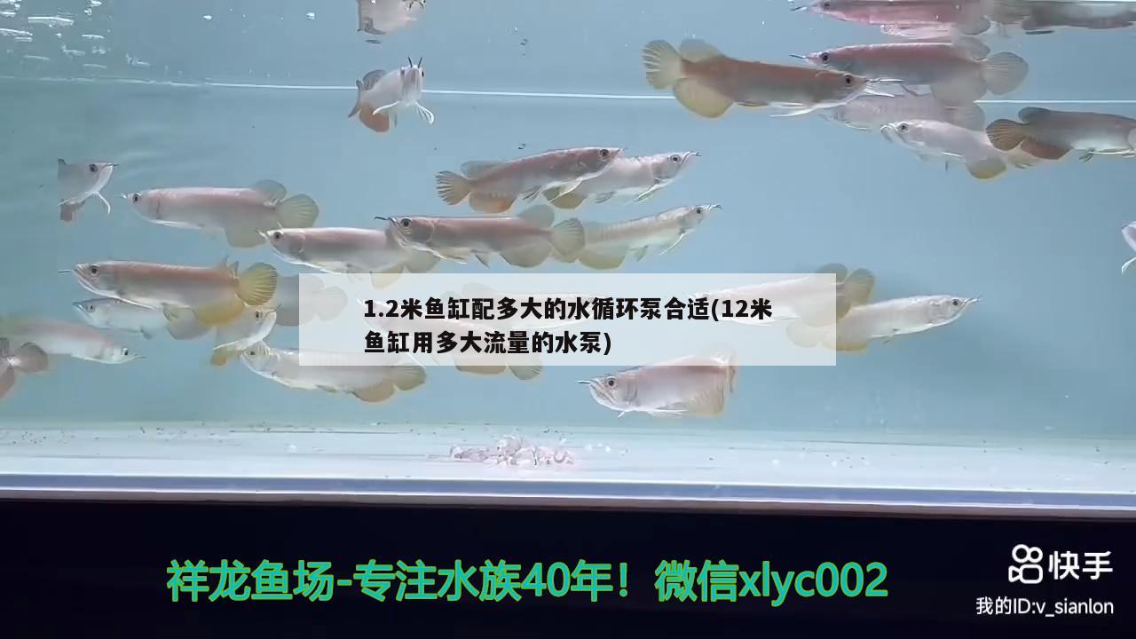 1.2米魚(yú)缸配多大的水循環(huán)泵合適(12米魚(yú)缸用多大流量的水泵)