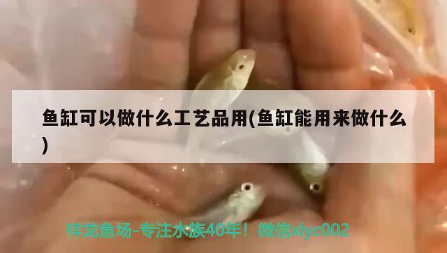 魚缸可以做什么工藝品用(魚缸能用來(lái)做什么)