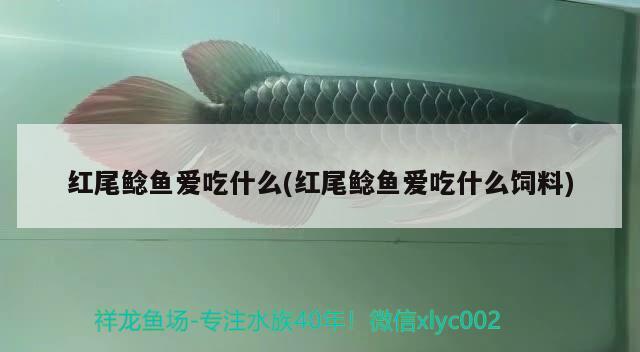 紅尾鯰魚愛吃什么(紅尾鯰魚愛吃什么飼料)