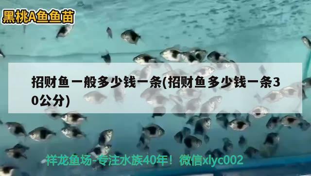 招財魚一般多少錢一條(招財魚多少錢一條30公分) 觀賞魚