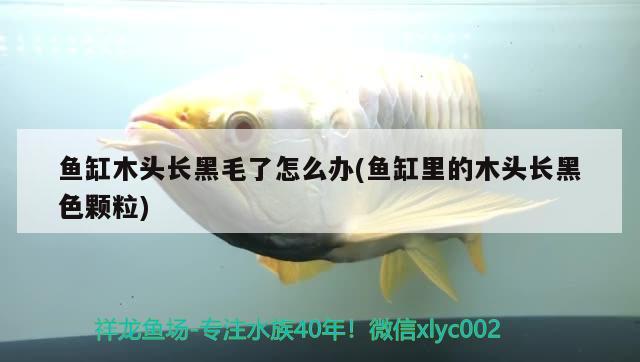 魚缸木頭長(zhǎng)黑毛了怎么辦(魚缸里的木頭長(zhǎng)黑色顆粒) 泰國(guó)虎魚