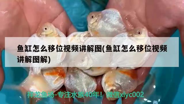 魚(yú)缸怎么移位視頻講解圖(魚(yú)缸怎么移位視頻講解圖解) 青龍魚(yú)