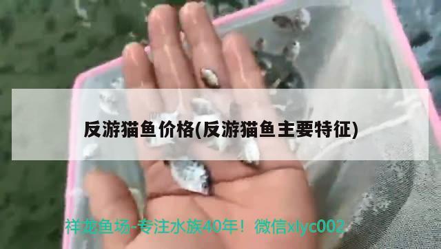 反游貓魚價格(反游貓魚主要特征)