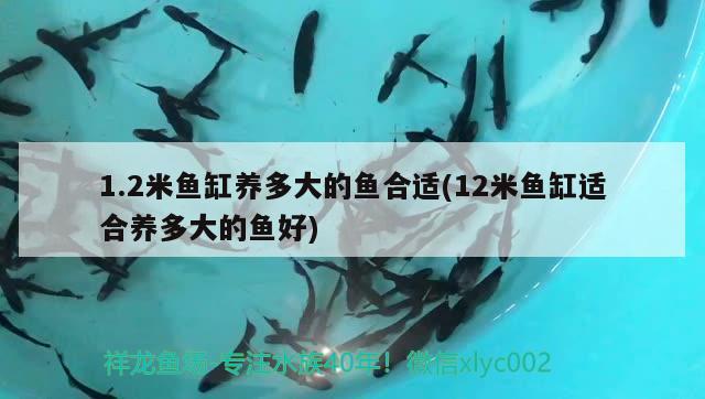 1.2米魚缸養(yǎng)多大的魚合適(12米魚缸適合養(yǎng)多大的魚好) 白子金龍魚