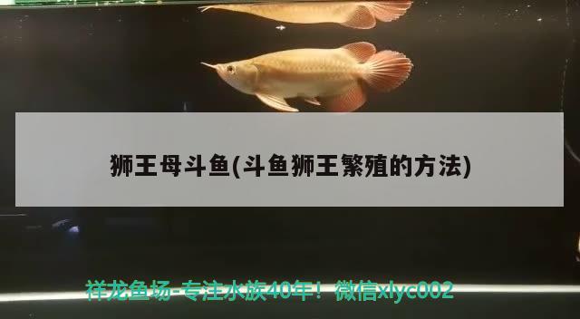 獅王母斗魚(斗魚獅王繁殖的方法) 泰國斗魚