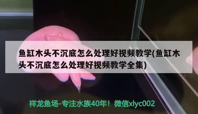 魚缸木頭不沉底怎么處理好視頻教學(魚缸木頭不沉底怎么處理好視頻教學全集)