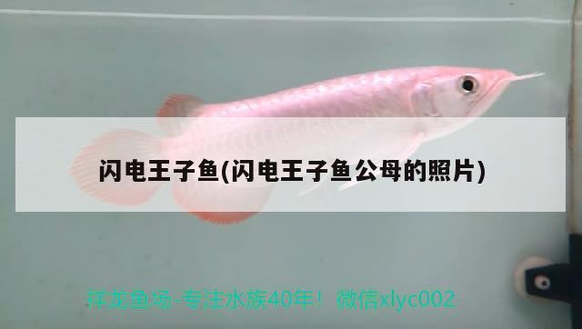 閃電王子魚(yú)(閃電王子魚(yú)公母的照片)