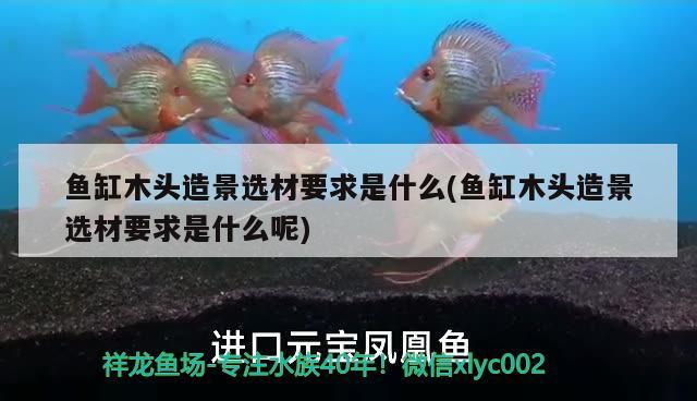 魚缸木頭造景選材要求是什么(魚缸木頭造景選材要求是什么呢)