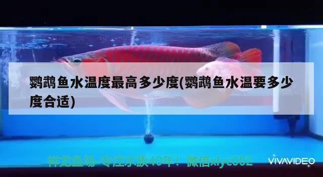 鸚鵡魚水溫度最高多少度(鸚鵡魚水溫要多少度合適)