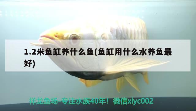 1.2米魚缸養(yǎng)什么魚(魚缸用什么水養(yǎng)魚最好)