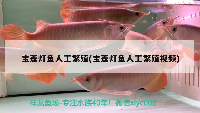 寶蓮燈魚人工繁殖(寶蓮燈魚人工繁殖視頻)