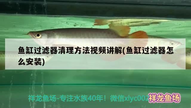 魚缸過濾器清理方法視頻講解(魚缸過濾器怎么安裝) 羅漢魚批發(fā)