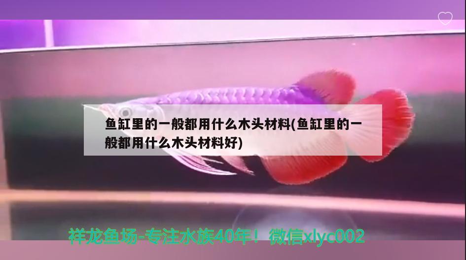 魚缸里的一般都用什么木頭材料(魚缸里的一般都用什么木頭材料好) 元寶鳳凰魚