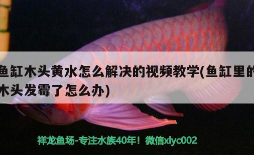 魚缸木頭黃水怎么解決的視頻教學(魚缸里的木頭發(fā)霉了怎么辦) 雪龍魚