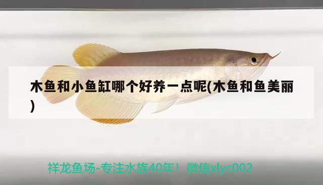 木魚和小魚缸哪個(gè)好養(yǎng)一點(diǎn)呢(木魚和魚美麗)