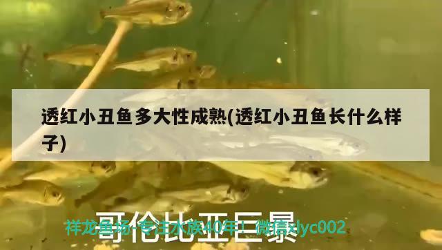 透紅小丑魚多大性成熟(透紅小丑魚長(zhǎng)什么樣子)