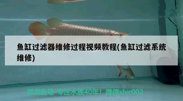 魚缸過濾器維修過程視頻教程(魚缸過濾系統(tǒng)維修)