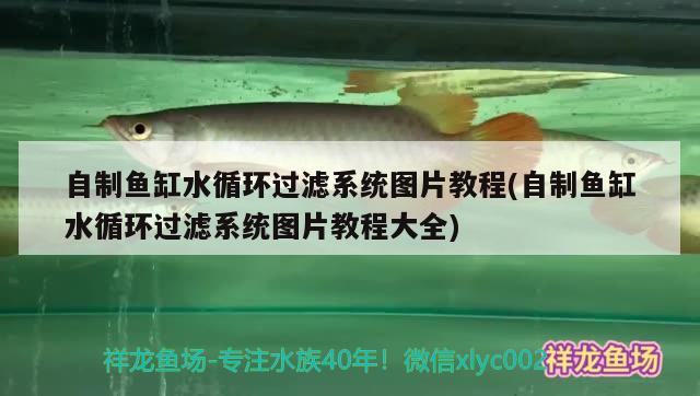 自制魚缸水循環(huán)過(guò)濾系統(tǒng)圖片教程(自制魚缸水循環(huán)過(guò)濾系統(tǒng)圖片教程大全)