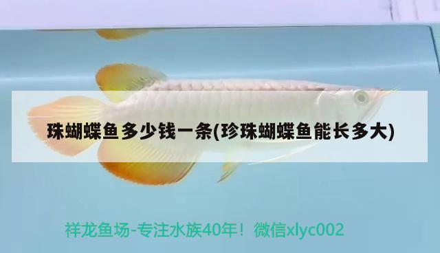 珠蝴蝶魚多少錢一條(珍珠蝴蝶魚能長多大)