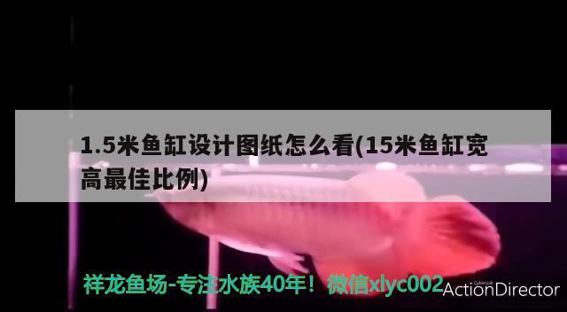 1.5米魚(yú)缸設(shè)計(jì)圖紙?jiān)趺纯?15米魚(yú)缸寬高最佳比例) 黑云魚(yú)