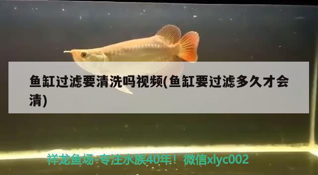 魚(yú)缸過(guò)濾要清洗嗎視頻(魚(yú)缸要過(guò)濾多久才會(huì)清) 紅尾平克魚(yú)